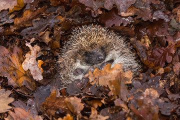 Hedgehog in nest  Scientific name: Erinaceus Europaeus wild, free roaming hedgehog, taken from...