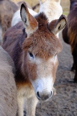 Fototapeta premium brauner Esel