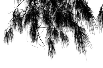 darktone of tree with copy space for text