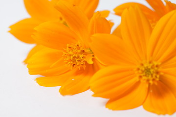 Fototapeta premium Orange cosmos flowers on a bright white isolated background