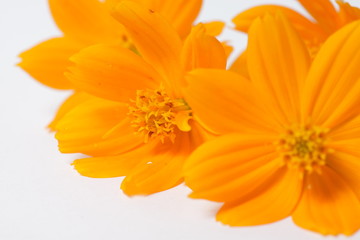 Orange cosmos flowers on a bright white isolated background