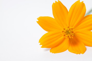Orange cosmos flowers on a bright white isolated background