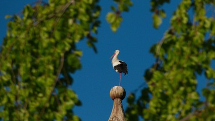 Storch auf Kirchturmspitze