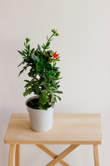 A plant with a red flower in a gray pot stands on a wooden shelf.