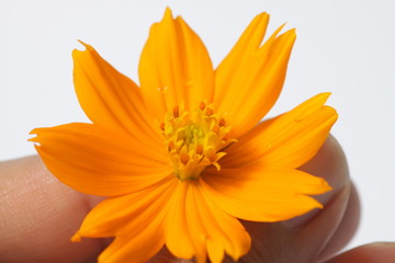 Obraz premium Orange cosmos flowers on a bright white isolated background