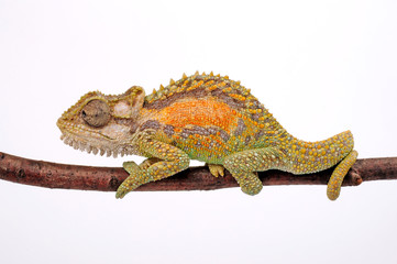 Zwergchamäleon / Transvaal dwarf chameleon (Bradypodion transvaalense) © bennytrapp