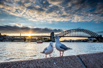 Sydney View