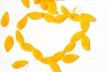Orange cosmos flowers on a bright white isolated background