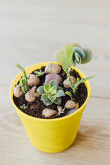Succulents and cacti in yellow pot on the wooden floor. Bright pots with small plants. Selective focus.