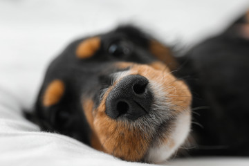 Cute dog relaxing on white fabric at home, closeup. Friendly pet