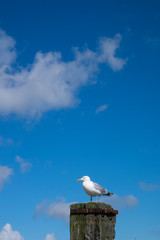 Möwe auf einem Poller - viel Himmel im Hintergrund