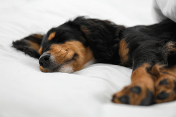 Cute dog relaxing on white fabric at home, closeup. Friendly pet