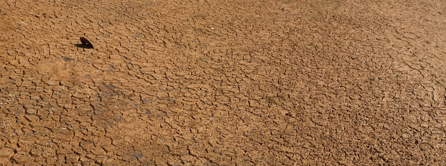 Fototapeta na wymiar Dry water source,Drought,Cracked soil,copy space background