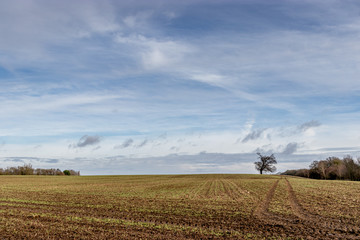 Fototapeta premium single tree in a field