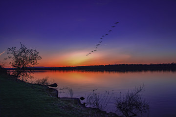 Line of Canada geese flying above Ottawa River beautiful sunset nobody © Andre Savary