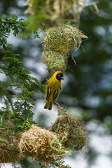 Lesser Masked Weaver (Ploceus intermedius) building nest, Kenya
