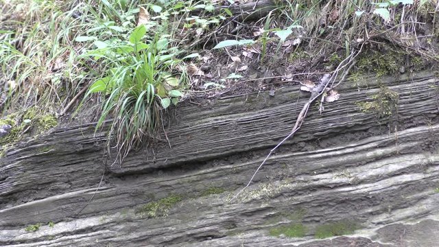 Campigna -  parco delle foreste casentinesi