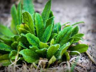 Plants Macro close-up