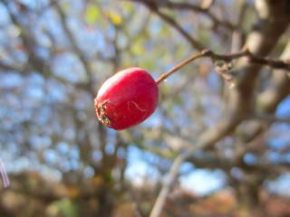 red berry on a branch