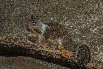 Eichh&ouml;rnchen im Yosemite Valley