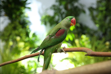 Beautiful Alexandrine Parakeet on tree branch outdoors