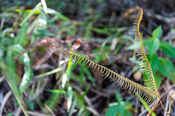 Exotic thin foliage of tropical brazilian plant 