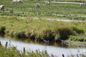 héron cendré dans les  Marais poitevin des bovins en arrière plan