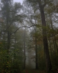 Fototapeta na wymiar forest in fog