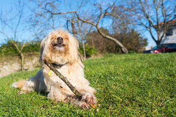 Friendly and funny cross-breed dog happily bites a stick.