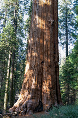 General Sherman Sequoia Tree Base