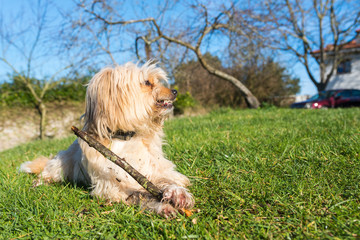 Friendly and funny cross-breed dog happily bites a stick.