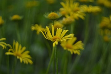 Obraz premium dandelion in grass