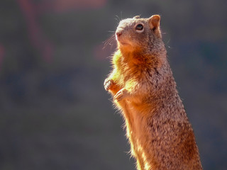Eichhörnchen im Grand Canyon
