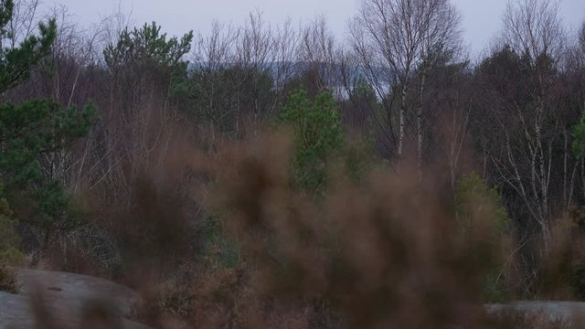 Focusshift from Swedish landscape in the distance to heather up close in Sweden