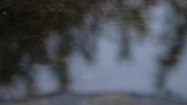 Focusshift from a puddle to the reflection of tree branches in Sweden