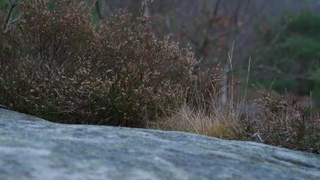 Swedish heather and grass on a rocky hill