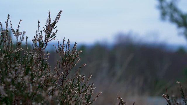 Swedish heather and grass closeup