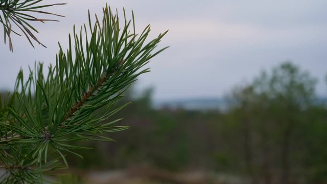 Swedish landscape in the background with a pinebranch in the forground