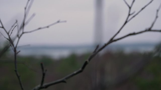 Swedish landscape with a focusshift from the seaside a branch