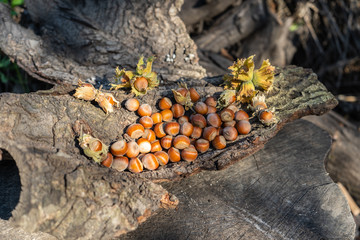 Hazelnuts in the forest on a stump. Hazelnuts with own leaves