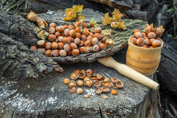 Hazelnuts in the forest on a stump. Hazelnuts with own leaves
