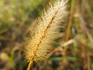 plant at sunset