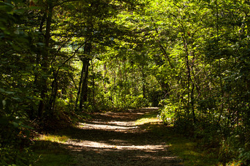 Obraz premium Shadows and Sun