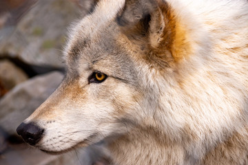 Fototapeta premium Wolf