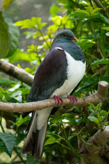 Close up of a New Zealand Kereru bird also known as a wood pigeon perched on a branch