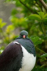 Close up of a New Zealand Kereru bird also known as a wood pigeon