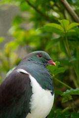 Close up of a New Zealand Kereru bird also known as a wood pigeon