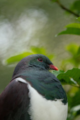 Close up of a New Zealand Kereru bird also known as a wood pigeon