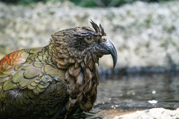 Close up of a wet Kea Parrot bird in New Zealand
