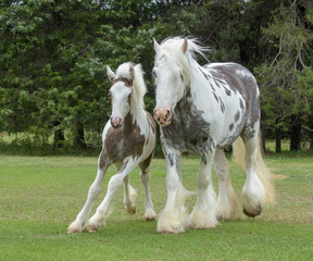 Gypsy Vanner horse mare and foal run toward us.